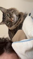 Lost Male Cat last seen My hse , Smithfield, PA 15478