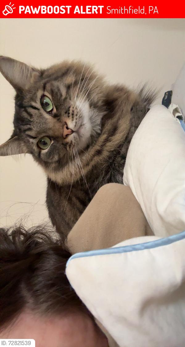 Lost Male Cat last seen My hse , Smithfield, PA 15478