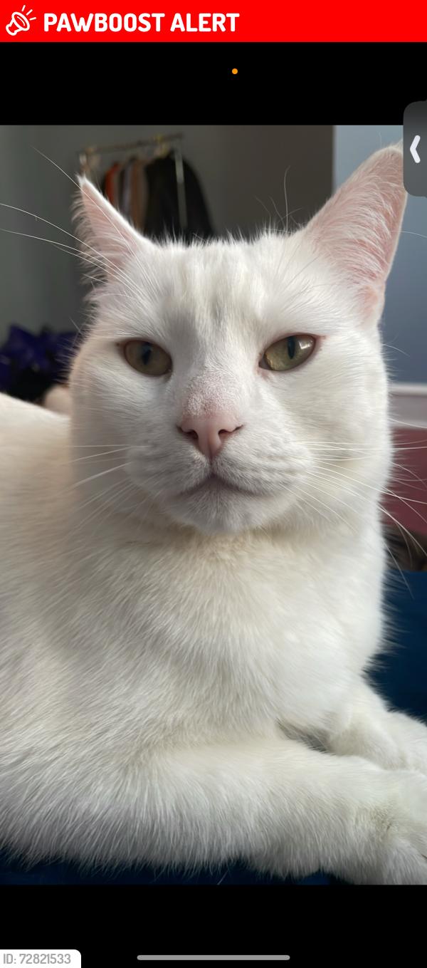 Lost Male Cat last seen Garrett rd, Upper Darby Township, PA 19082