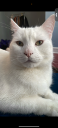 Lost Male Cat last seen Garrett rd, Upper Darby Township, PA 19082
