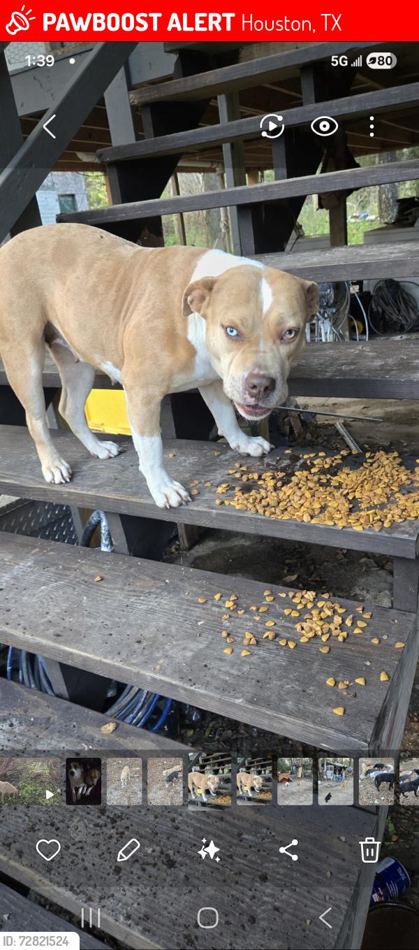 Lost Female Dog last seen Aldine Bender & Lee Rd., Houston, TX 77032