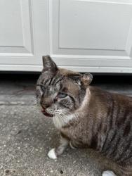 Lost Male Cat last seen 8th Ave, Gainesville, FL 32605