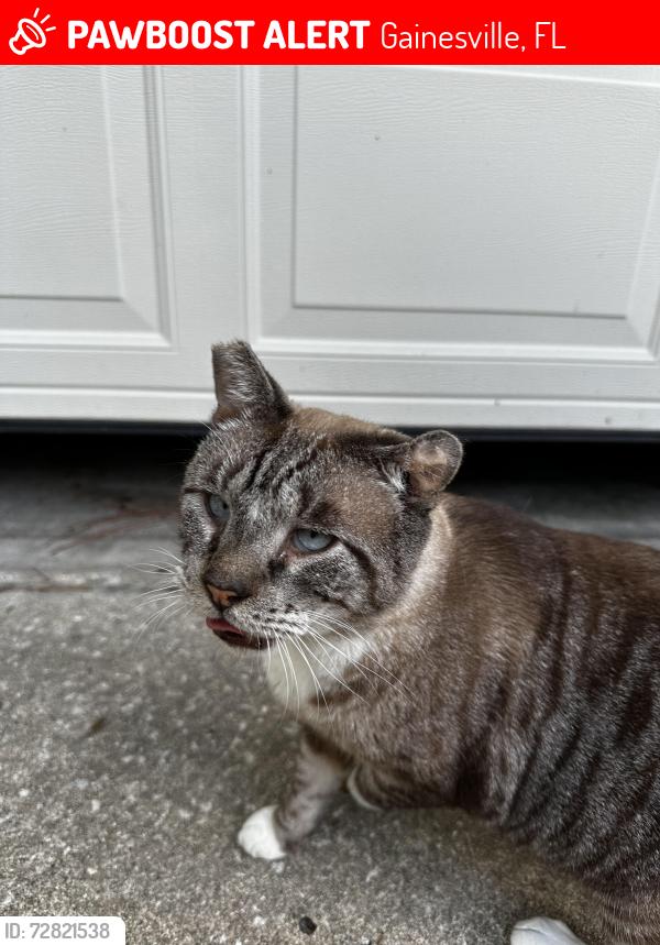 Lost Male Cat last seen 8th Ave, Gainesville, FL 32605