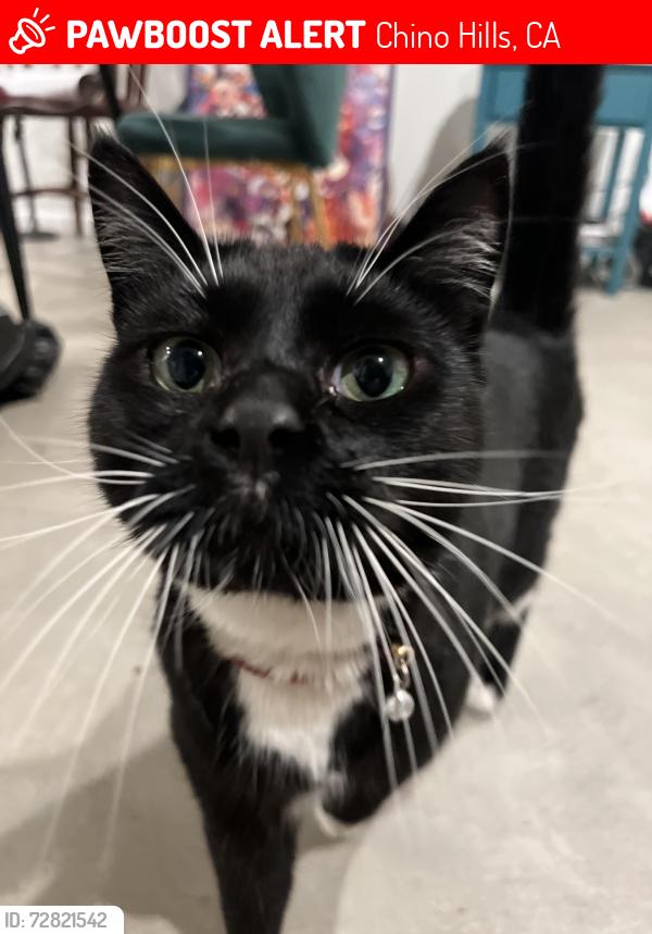 Lost Male Cat last seen Sequel canyon parkway , Chino Hills, CA 91709