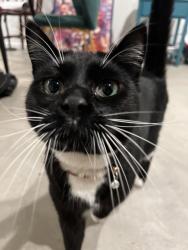 Lost Male Cat last seen Sequel canyon parkway , Chino Hills, CA 91709