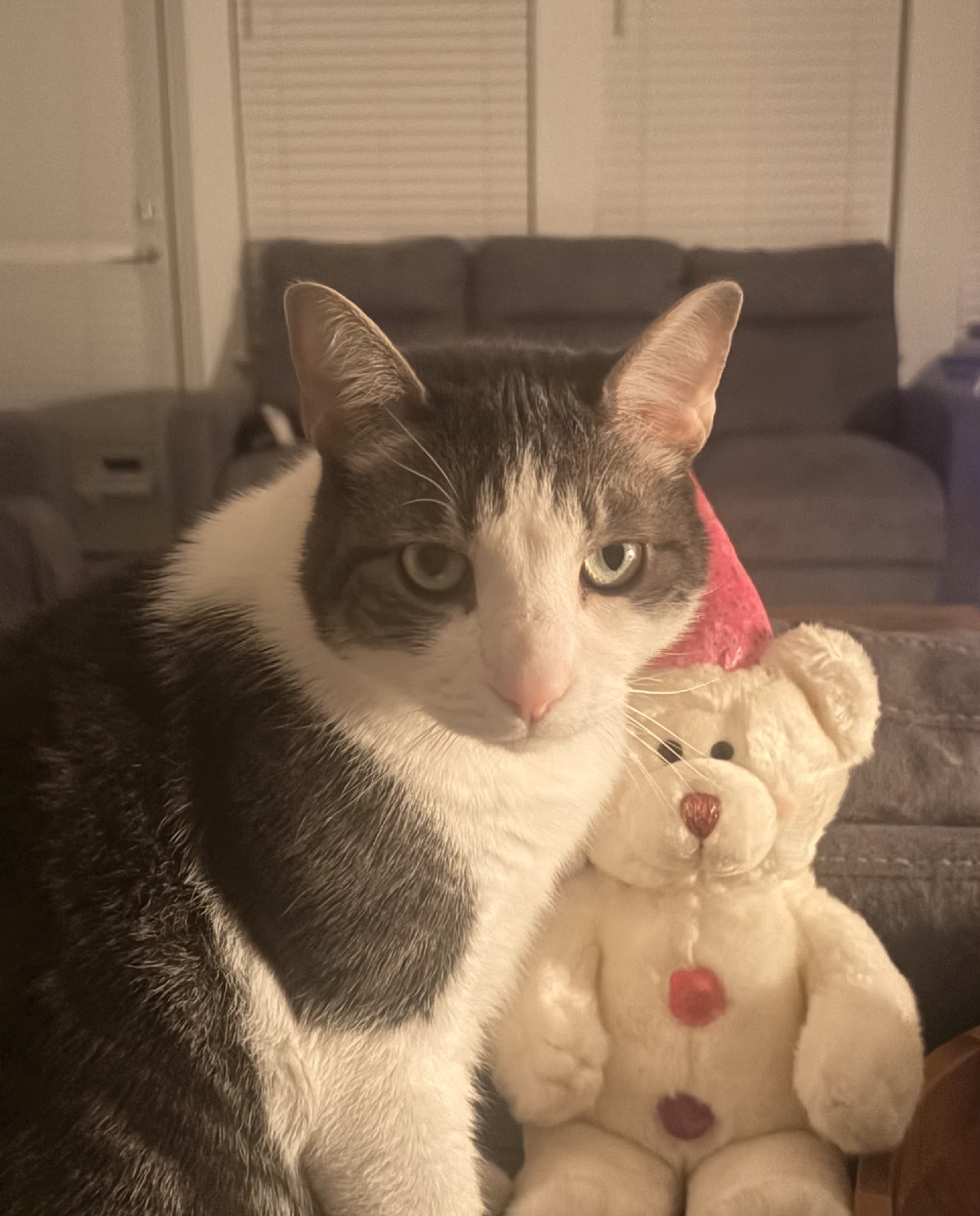 Lost Male Cat last seen Portina Dr, Anna, TX 75409, USA, Anna, TX 75409