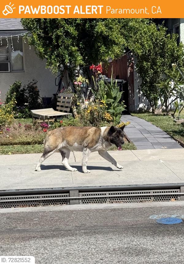 Found/Stray Unknown Dog last seen Nebraska st , Paramount, CA 90723