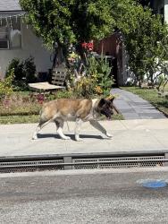 Found/Stray Unknown Dog last seen Nebraska st , Paramount, CA 90723