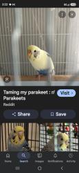 Found/Stray Unknown Bird last seen Colorado and manroe, Riverside, CA 92503