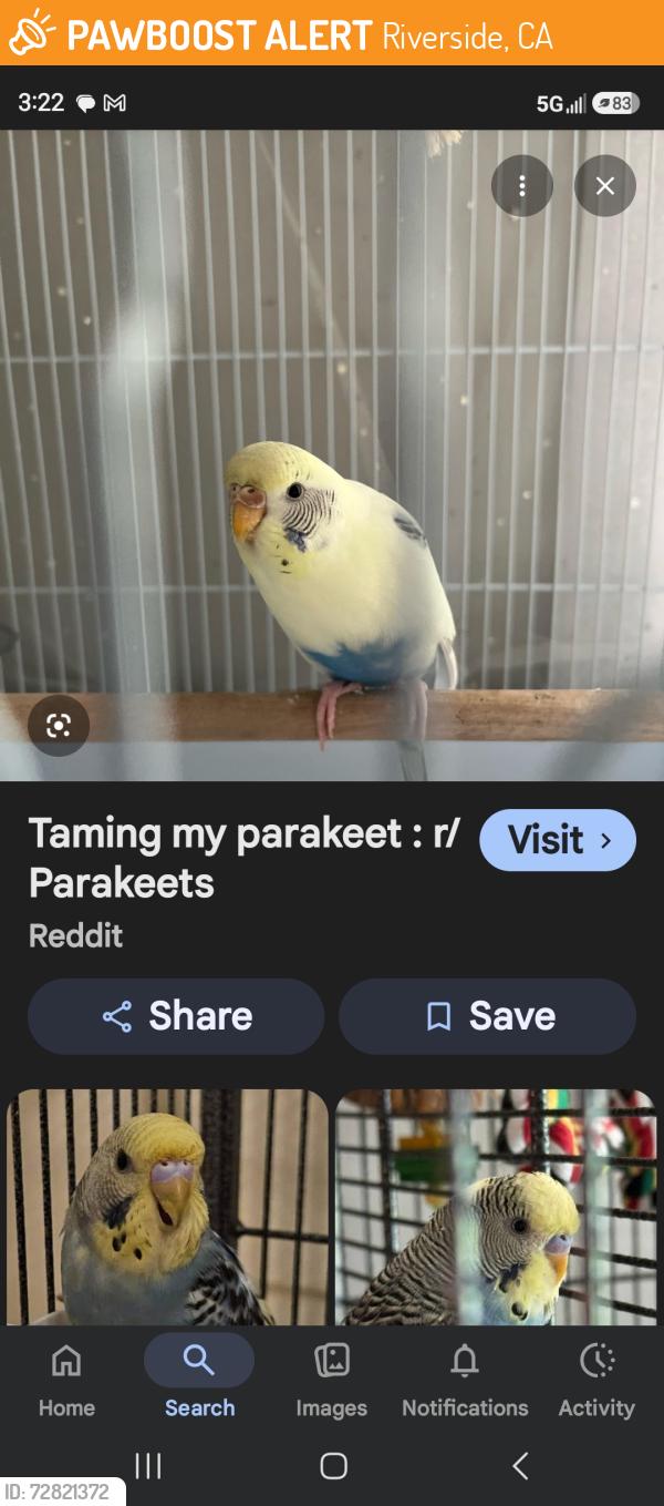 Found/Stray Unknown Bird last seen Colorado and manroe, Riverside, CA 92503
