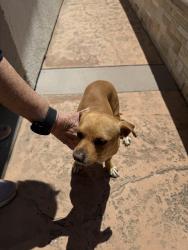 Found/Stray Male Dog last seen Imperial and Nohl Ranch , Anaheim, CA 92807