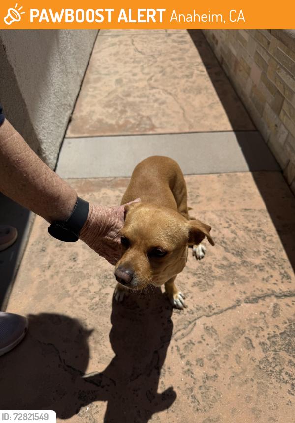 Found/Stray Male Dog last seen Imperial and Nohl Ranch , Anaheim, CA 92807