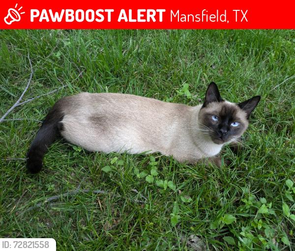 Lost Male Cat last seen Neighborhood just behind 287 near businesses, Mansfield, TX 76063