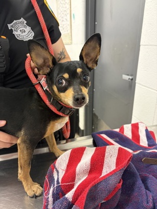 Shelter Stray Male Dog last seen Near E 146, 4th District, OH, 9203 Detroit Ave, Cleveland, OH 44102, USA