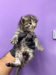 Shelter Stray Female Cat last seen El Paso, TX 79915, Fort Bliss, TX 79906