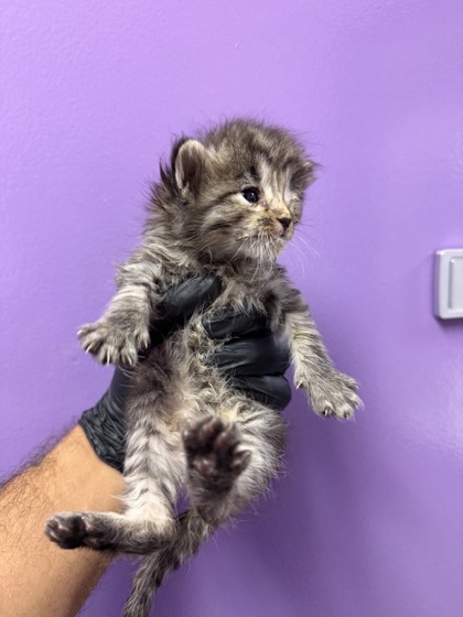 Shelter Stray Female Cat last seen El Paso, TX 79915, Fort Bliss, TX 79906
