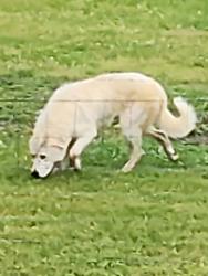 Found/Stray Male Dog last seen Johnson Blvd , Cleveland, TN 37311