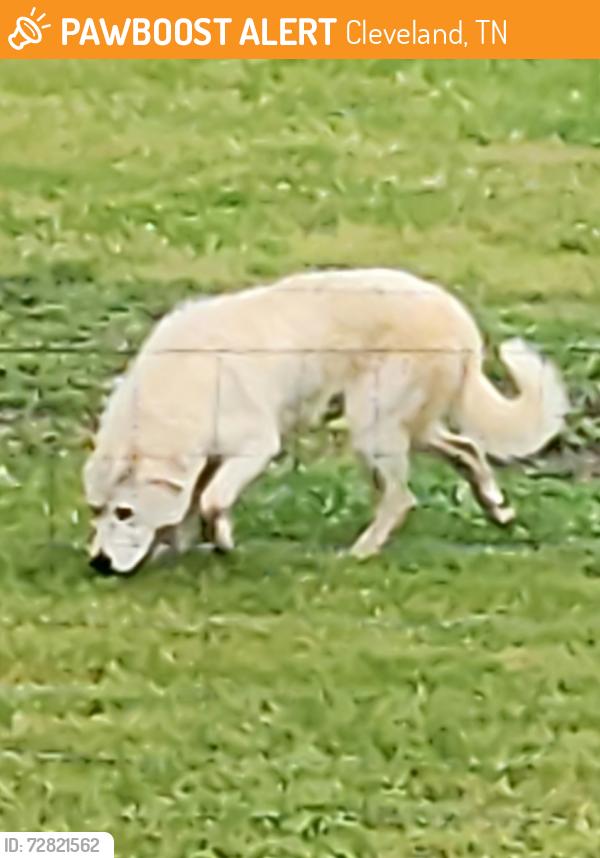 Found/Stray Male Dog last seen Johnson Blvd , Cleveland, TN 37311