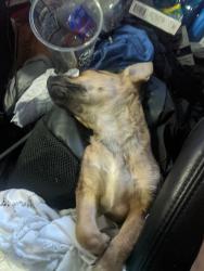 Lost Male Dog last seen Newberry Square entrance next to krystals, Gainesville, FL 32607