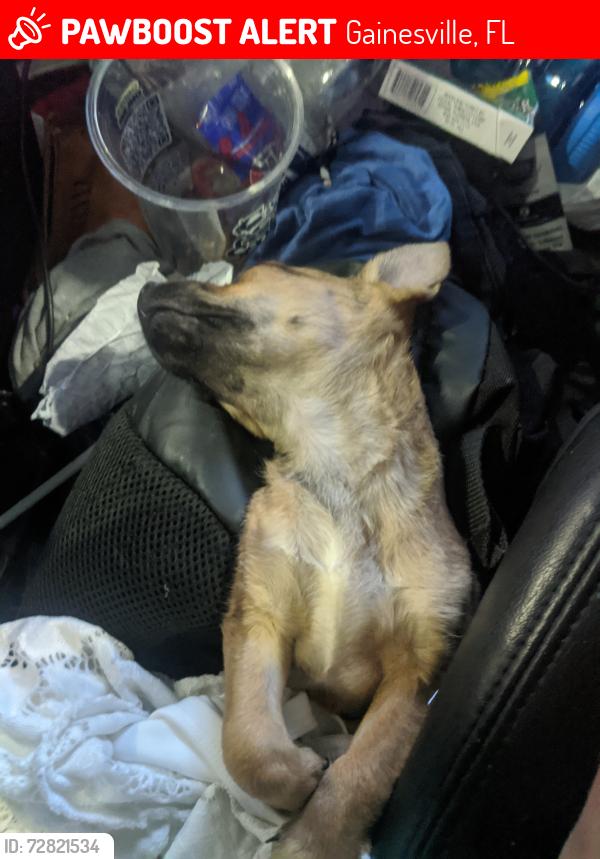 Lost Male Dog last seen Newberry Square entrance next to krystals, Gainesville, FL 32607
