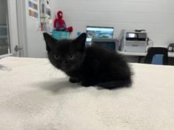 Shelter Stray Female Cat last seen Myrtle and 72nd St, KCMO, 64132, 64132, MO, Kansas City, MO 64132