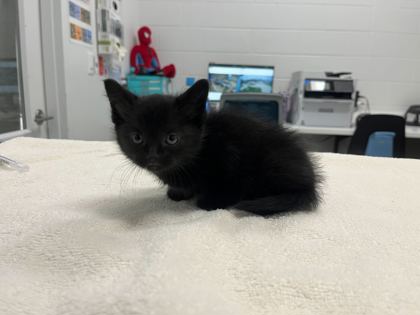 Shelter Stray Female Cat last seen Myrtle and 72nd St, KCMO, 64132, 64132, MO, Kansas City, MO 64132