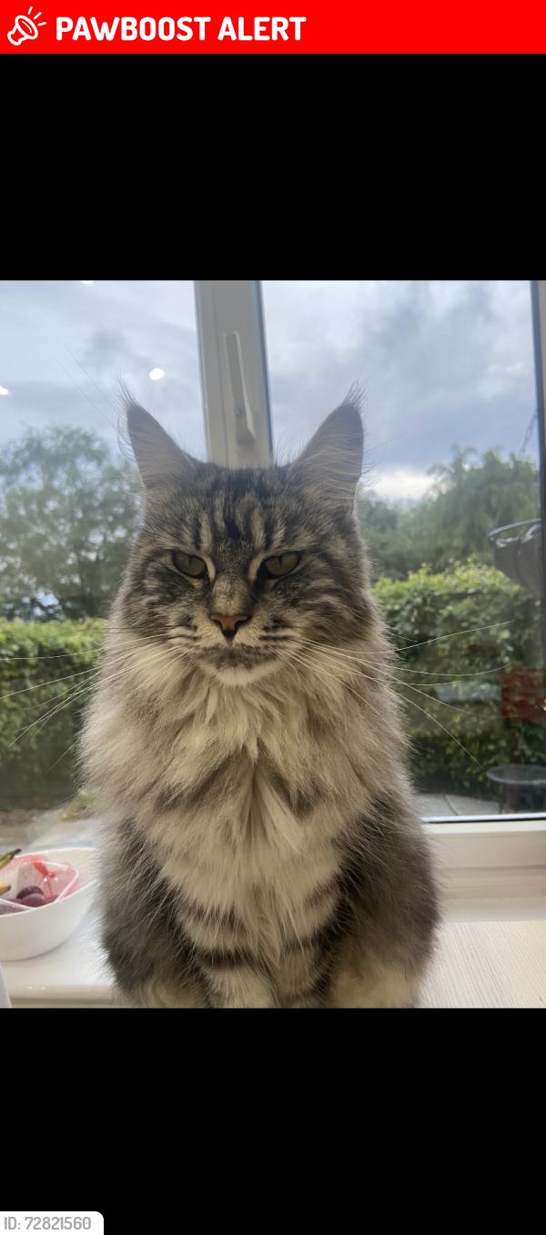 Lost Female Cat last seen She stays around the street and local gardens , West Yorkshire, England LS16 7HG