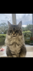 Lost Female Cat last seen She stays around the street and local gardens , West Yorkshire, England LS16 7HG