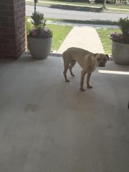 Found/Stray Male Dog last seen The Overlook Neighborhood, Chattanooga, TN 37415