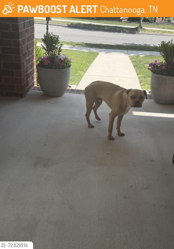 Found/Stray Male Dog last seen The Overlook Neighborhood, Chattanooga, TN 37415