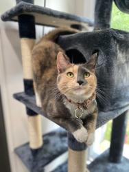 Lost Female Cat last seen Near Mohawk Trl & Delaware Ave in Akron , Akron, OH 44312