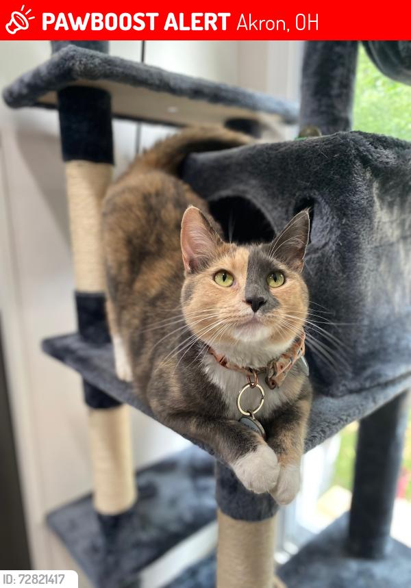 Lost Female Cat last seen Near Mohawk Trl & Delaware Ave in Akron , Akron, OH 44312