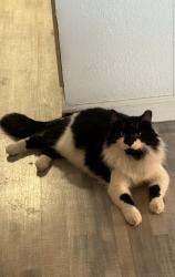 Lost Male Cat last seen 90th and Tower, Albuquerque, NM 87121