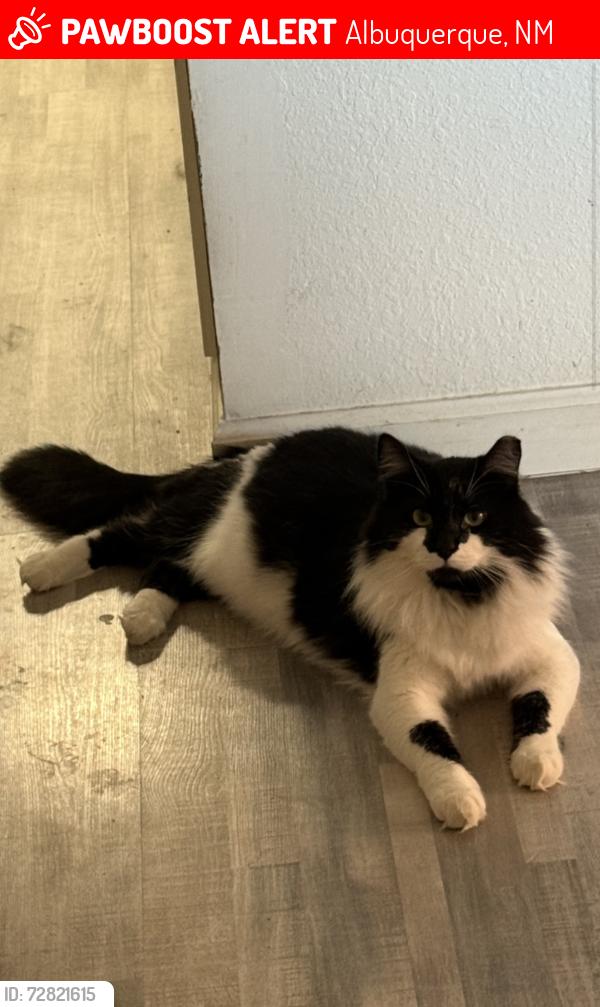 Lost Male Cat last seen 90th and Tower, Albuquerque, NM 87121