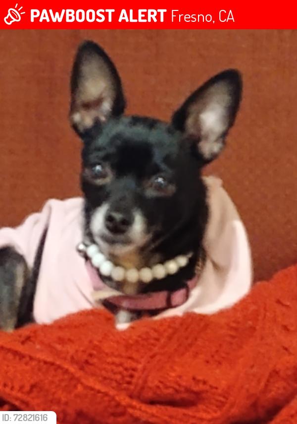 Lost Female Dog last seen Belmont 99, Fresno, CA 93728