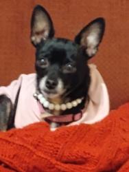 Lost Female Dog last seen Belmont 99, Fresno, CA 93728