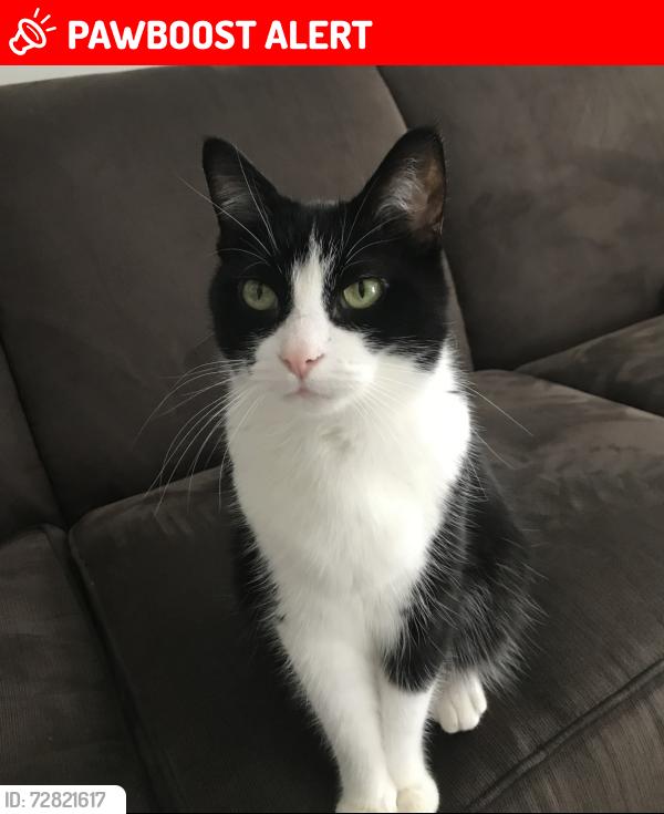 Lost Female Cat last seen Benstein and McCoy, Commerce Township, MI 48390