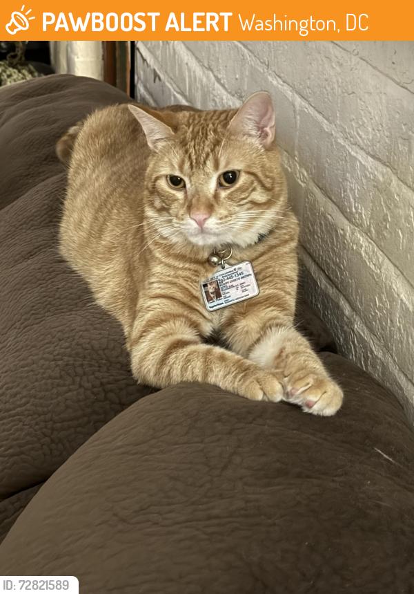 Found/Stray Male Cat last seen Near nd and T st NW , Washington, DC 20002