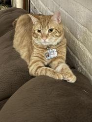 Found/Stray Male Cat last seen Near nd and T st NW , Washington, DC 20002