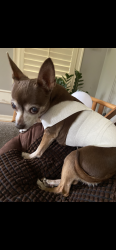 Lost Female Dog last seen Colorado Ave, Dallas, TX 75208