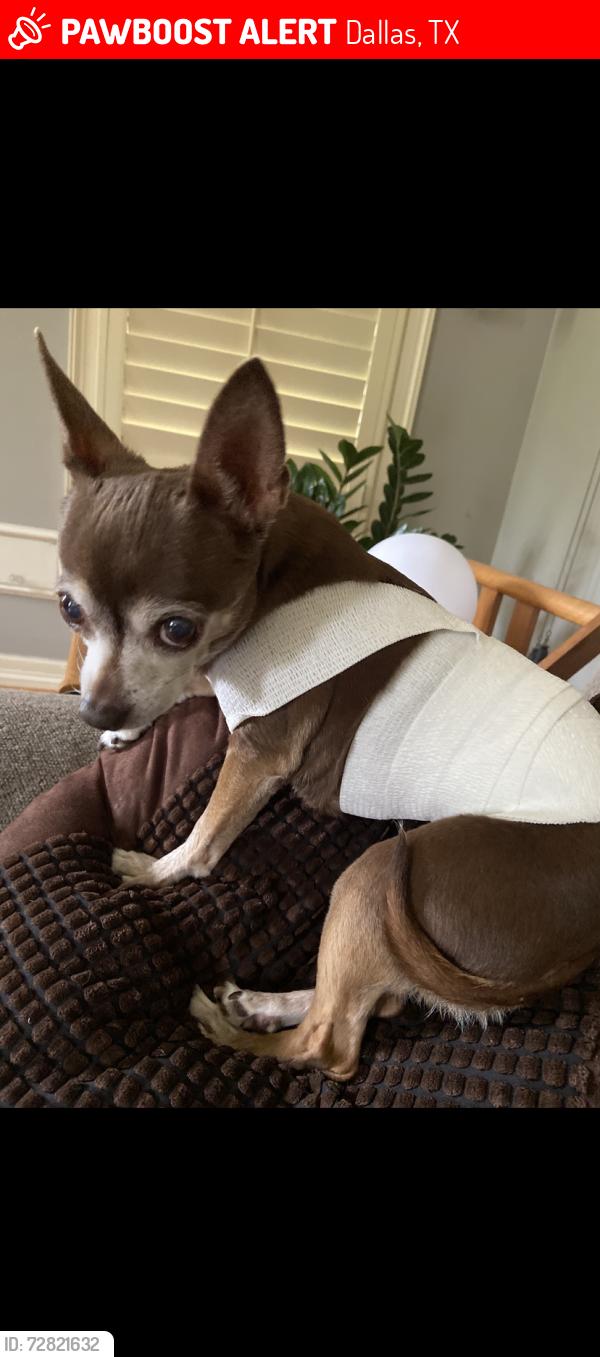 Lost Female Dog last seen Colorado Ave, Dallas, TX 75208