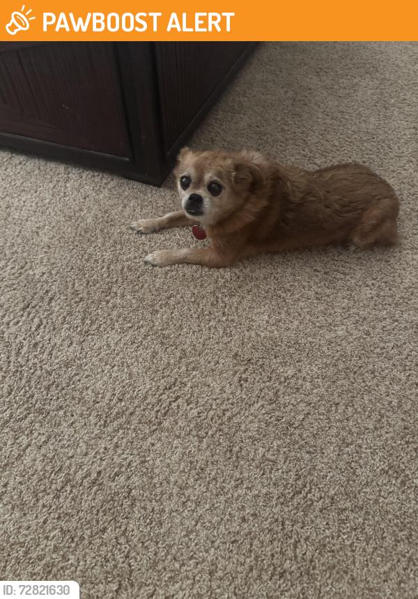 Found/Stray Female Dog last seen Bursey Td, North Richland Hills, TX 76182