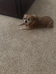 Found/Stray Female Dog last seen Bursey Td, North Richland Hills, TX 76182