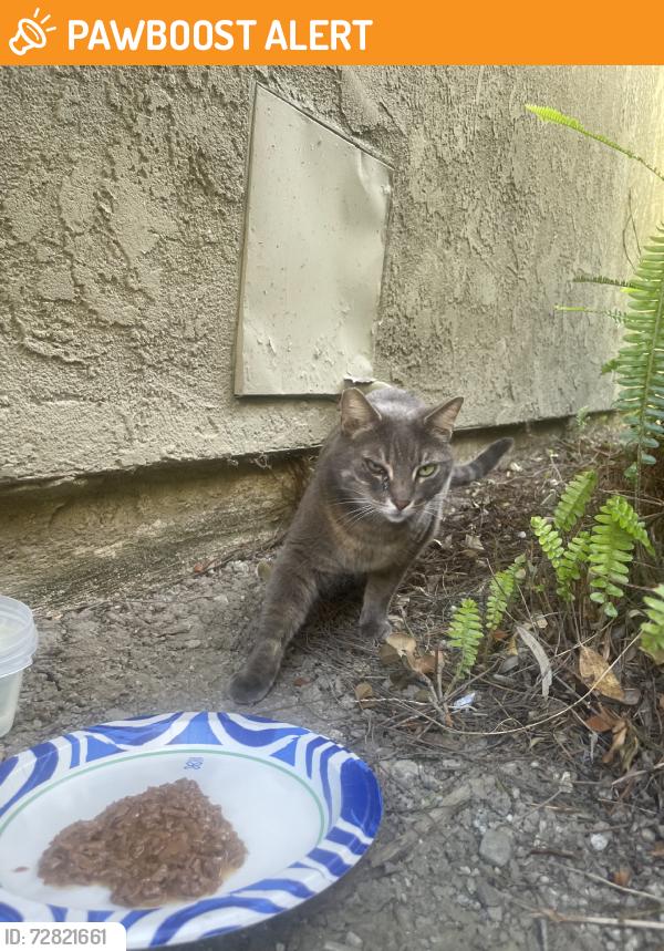 Found/Stray Unknown Cat last seen beach & atlanta, Huntington Beach, CA 92648