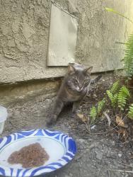 Found/Stray Unknown Cat last seen beach & atlanta, Huntington Beach, CA 92648
