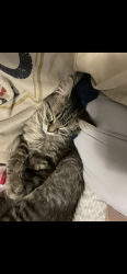 Lost Male Cat last seen  W McFarland st, Bells, TX 75414