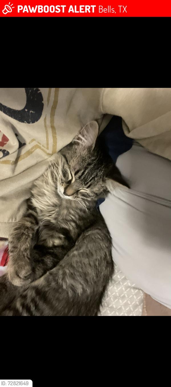 Lost Male Cat last seen  W McFarland st, Bells, TX 75414