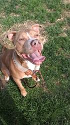 Found/Stray Male Dog last seen Tibbs, Indianapolis, IN 46222