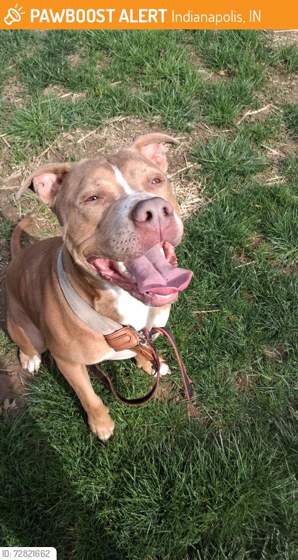 Found/Stray Male Dog last seen Tibbs, Indianapolis, IN 46222