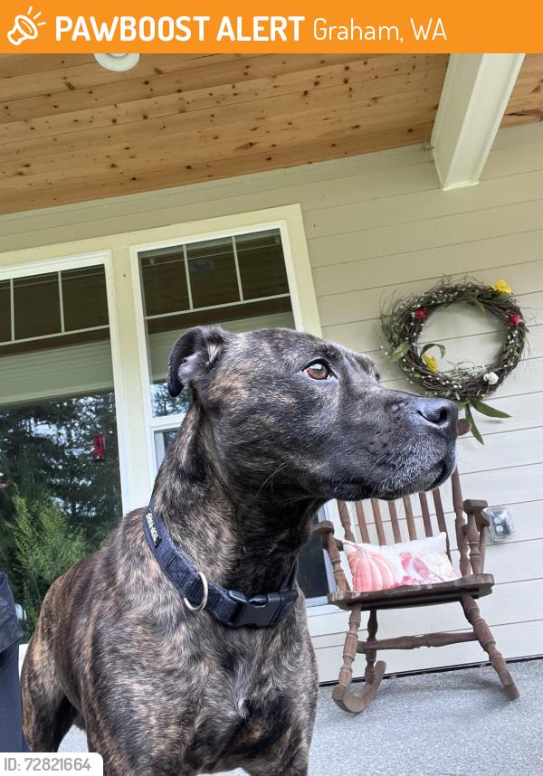 Found/Stray Male Dog last seen 264th & orting Kapowsin hwy, Graham, WA 98338